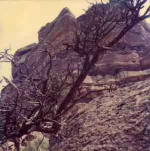 Tree at Red Rocks