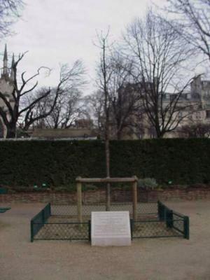 Notre Dame - L'arbre de la liberte?