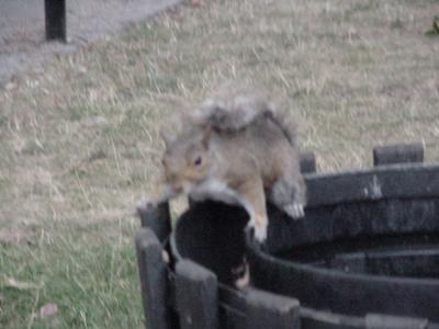 Evil Fuzzy Garbage Squirrel